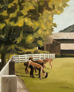 "Alpacas" 8" x 10" oil